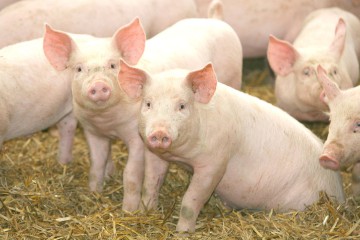 Au furat 33 de porci în postul Paştelui